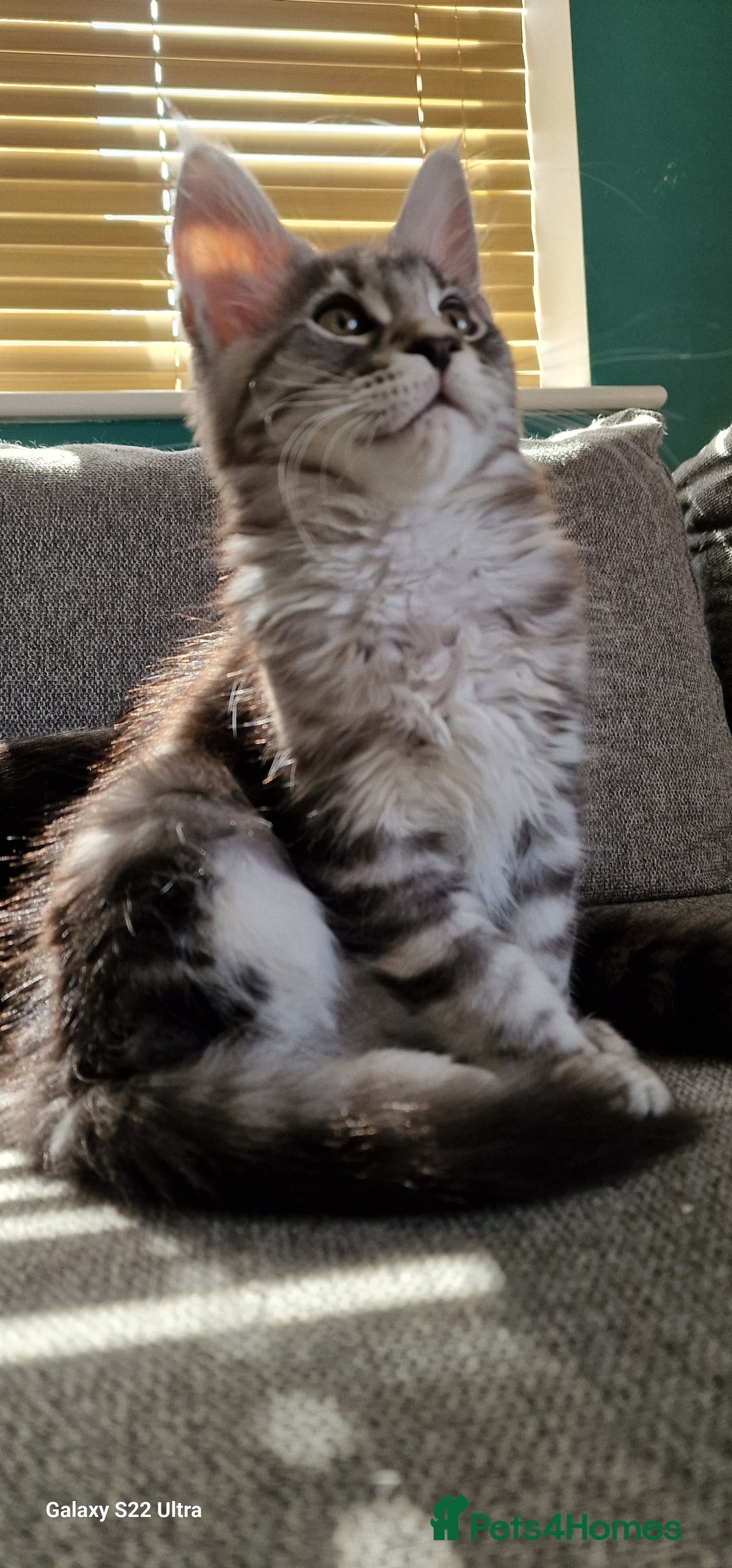 Maine Coon cats for sale: Pure Maine coon - Image 22
