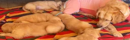 Golden Retriever dogs for sale: KC working line golden retrievers  - Advert 7