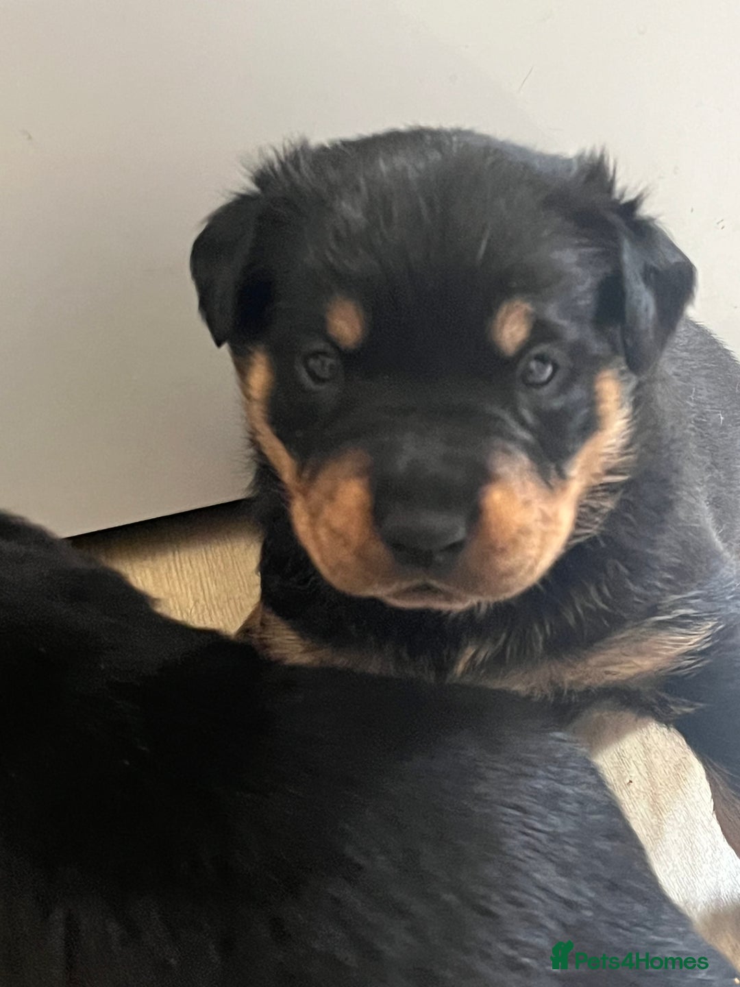 Rottweiler dogs for sale: Beautifull Rottweiler  - Image 8