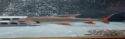 Other/Mixed Breed fish for sale: Flagtail 10 inch Prochilodus Semaprochilodus - Advert 2