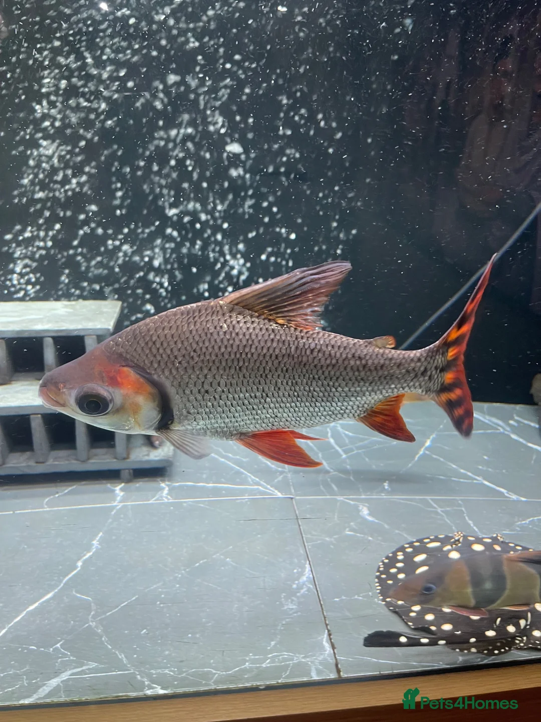 Other/Mixed Breed fish for sale: Flagtail 10 inch Prochilodus Semaprochilodus - Advert 2