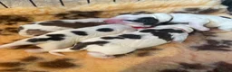 Cocker Spaniel dogs for sale: Gorgeous KC babes from full health checked parents - Advert 14