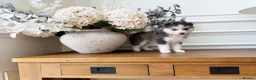 Pomsky dogs for sale: Stunning Blue Eyed Pomskies in London - ready  - Advert 4