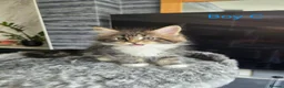 Maine Coon cats for sale: BEAUTIFUL MAIN COON KITTENS in Bolton - Advert 14
