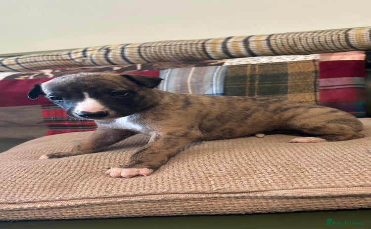 Whippet dogs - Advert 3