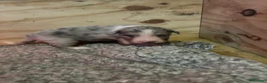 Border Collie 4