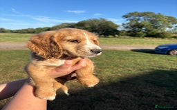 Cocker Spaniel dogs for sale: Ready To Go Now Lovely Cocker Spaniel Puppies - Image 8