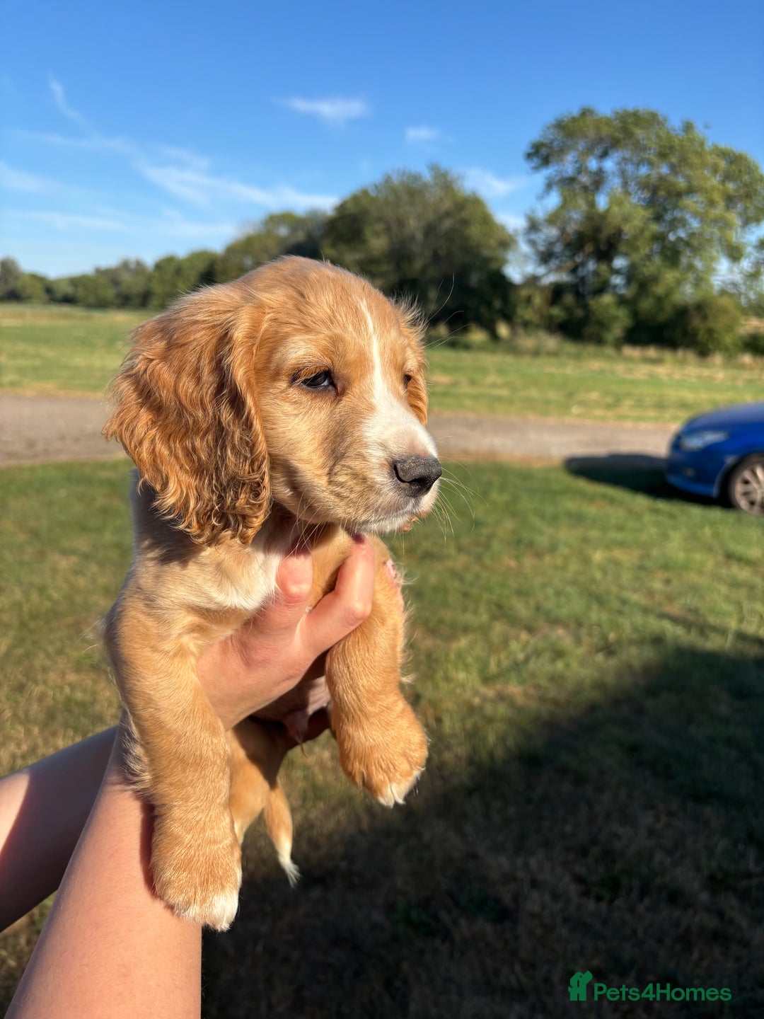 Cocker Spaniel dogs for sale: Ready To Go Now Lovely Cocker Spaniel Puppies - Image 8