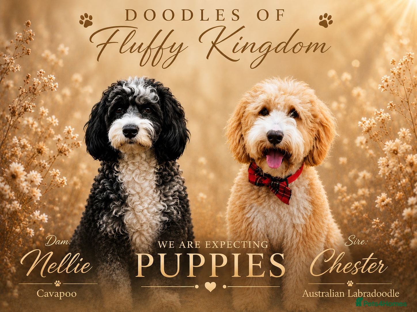 Australian Labradoodle dogs 🌟Stunning Puppies 🐾 Due in 2 weeks🌟 - Advert 1