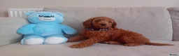 Goldendoodle dogs for sale: Adorable Goldendoodle Puppies - Advert 7