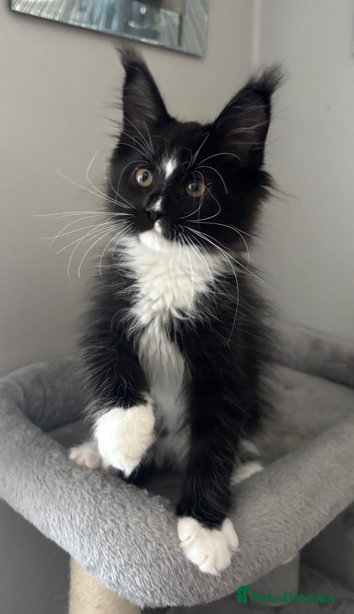 Maine Coon cats AMAZING HEALTH TESTED TICA REG MAINE COON KITTENS  - Advert 2