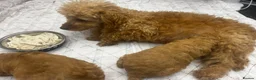 Maltipoo dogs for sale: Beautiful maltipoo puppy for sale - Advert 9