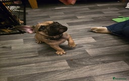 French Bulldog dogs for sale: Frenchie puppies - Image 7