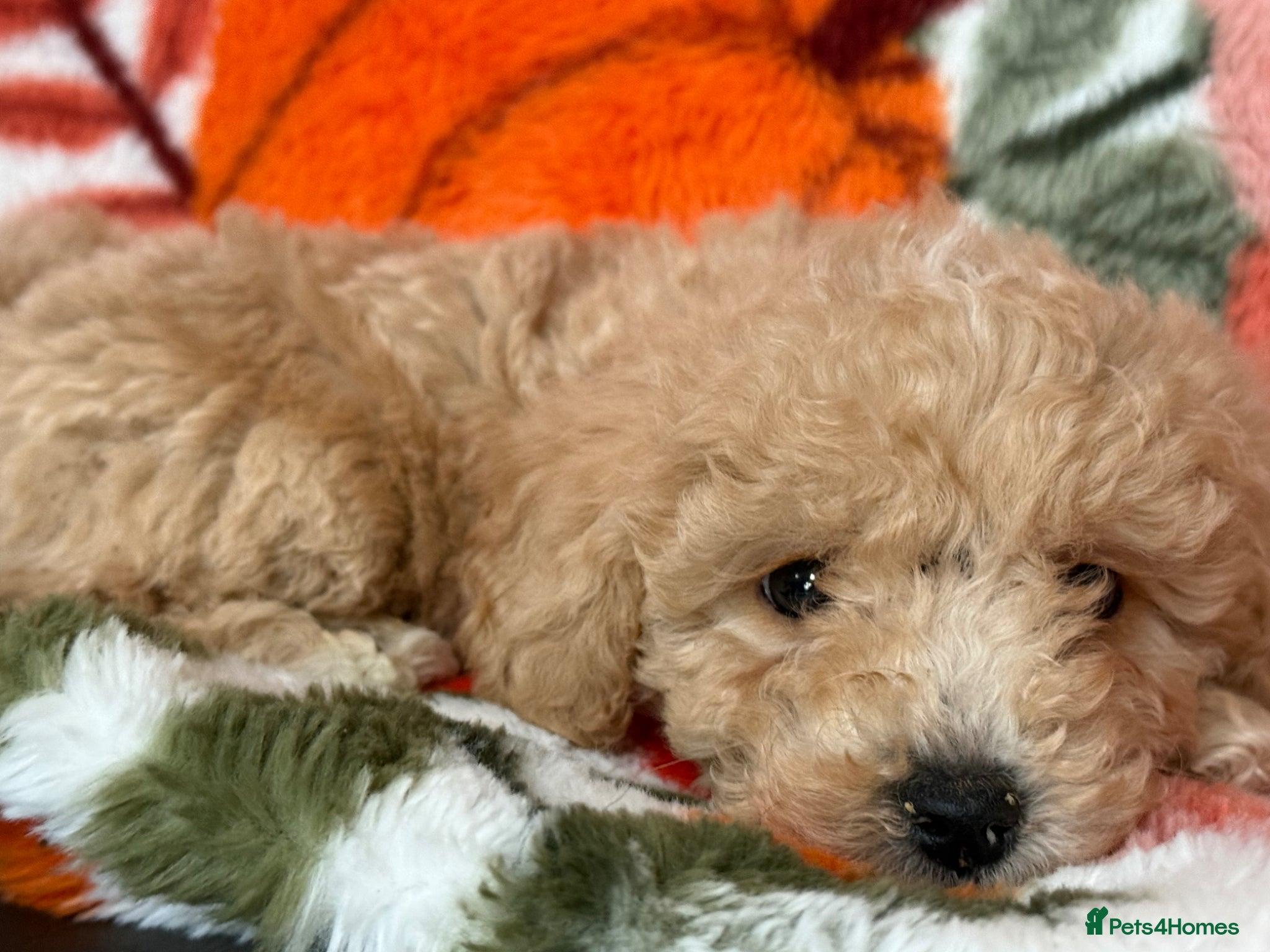 Maltipoo dogs Outstanding Maltipoo Puppies ready now  - Advert 1