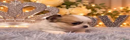 Chihuahua dogs for sale: Exclusive KC reg long coat Chihuahua boys  - Advert 3
