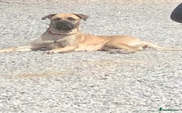 Mixed Breed dogs for sale: Bullmastiff X Labrador puppies for sale  - Image 1