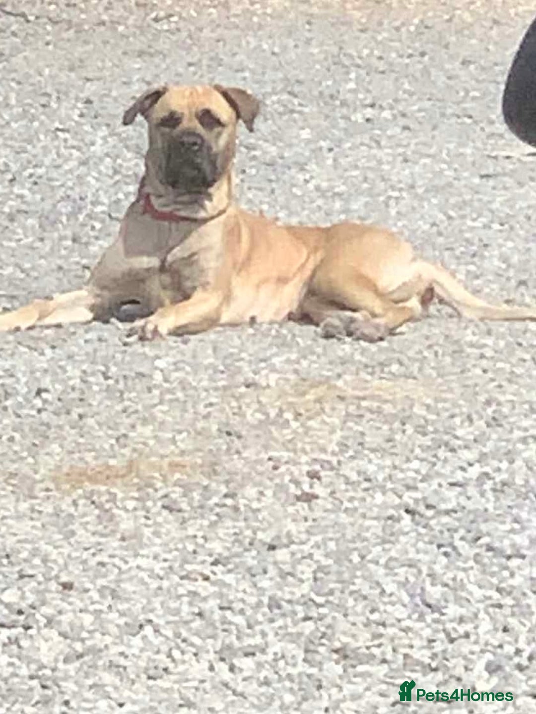 Mixed Breed dogs for sale: Bullmastiff X Labrador puppies for sale  - Image 1