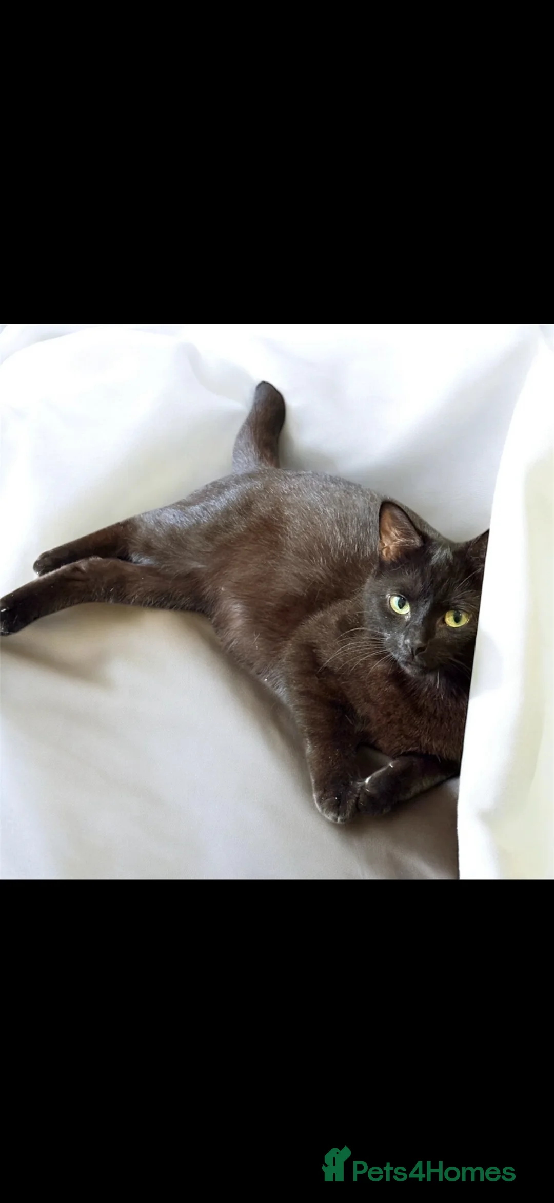 Mixed Breed cats for sale: Mother and 4 kittens  - Advert 1