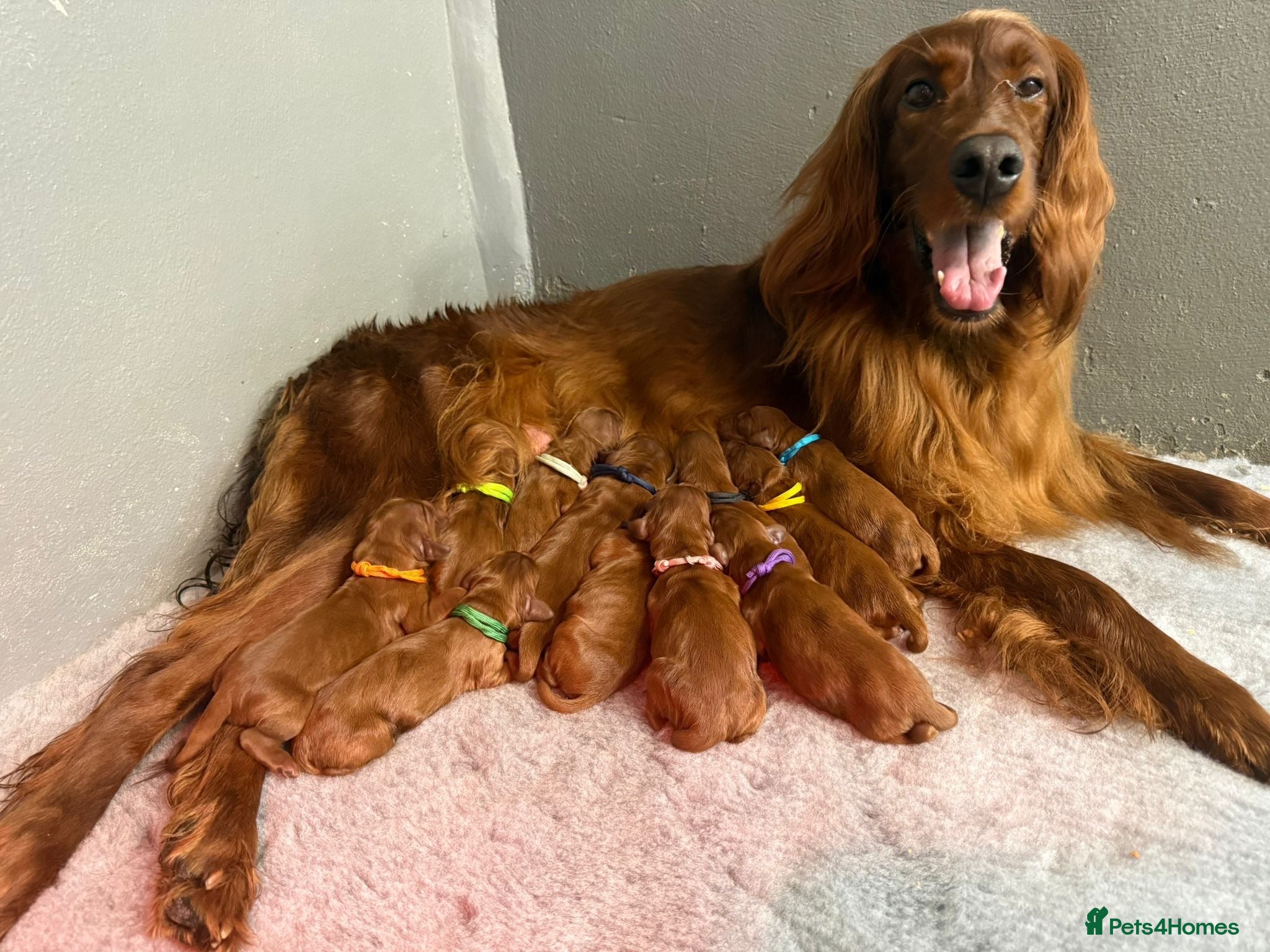 Irish Setter dogs Gorgeous Irish Setter Pups - Boys available KC - Advert 1