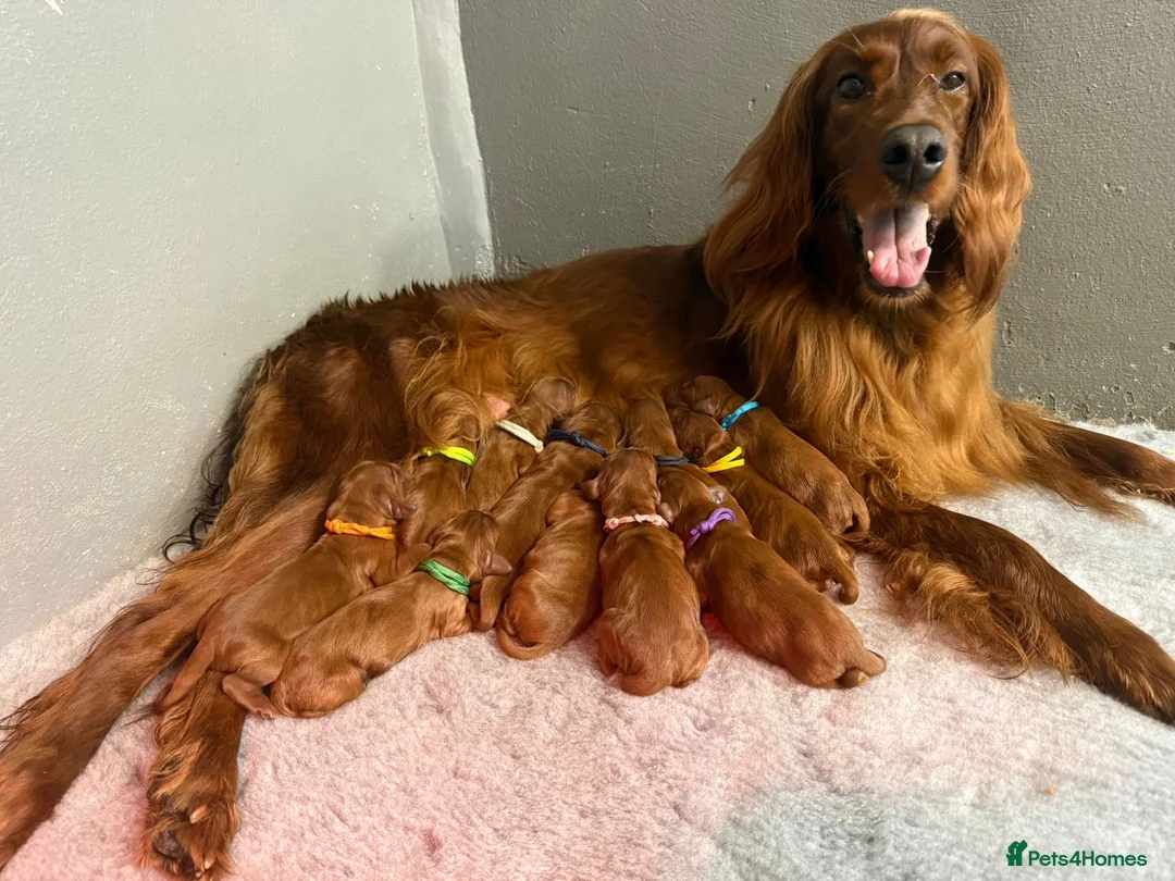 Irish Setter dogs for sale: Gorgeous Irish Setter Pups - Boys available KC - Advert 1