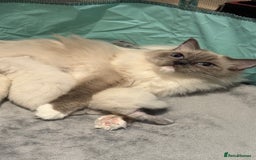 Ragdoll cats for sale: 3 Beautiful Female Blue Point Ragdoll Kittens - Image 10