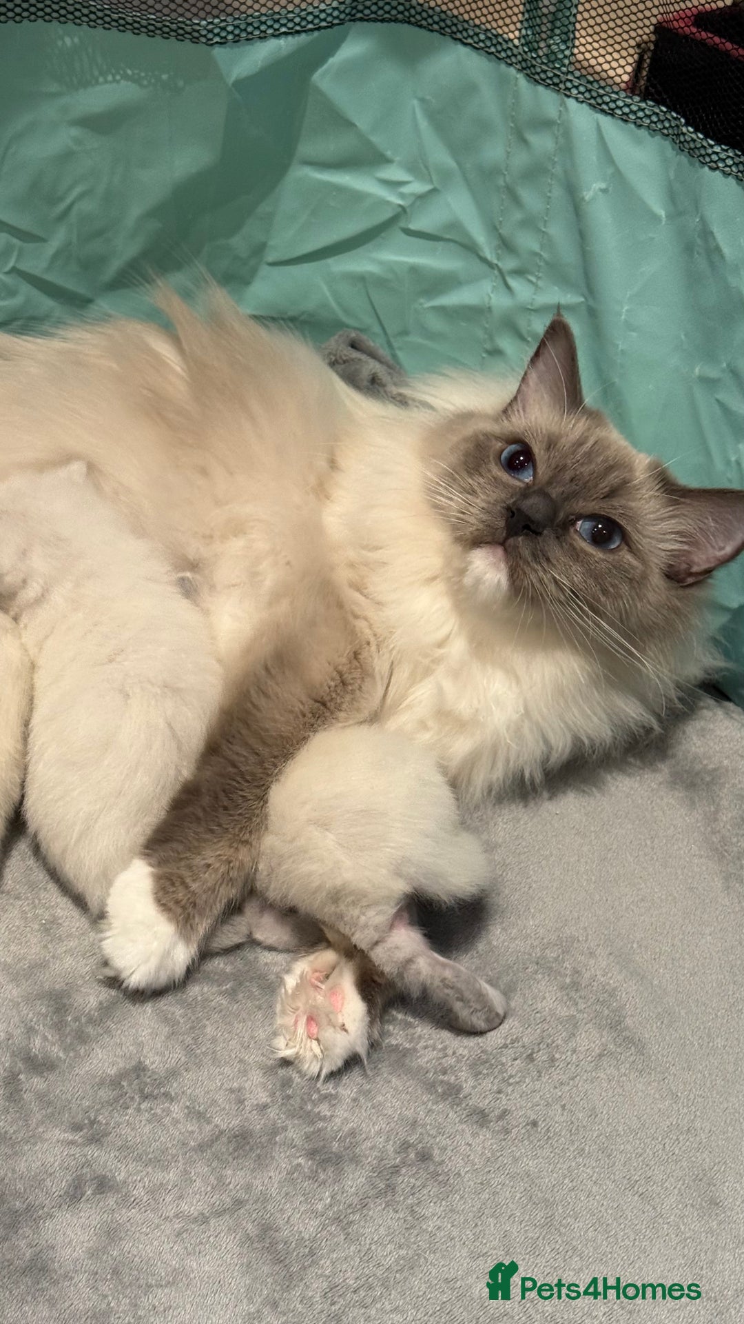 Ragdoll cats for sale: 3 Beautiful Female Blue Point Ragdoll Kittens - Image 10
