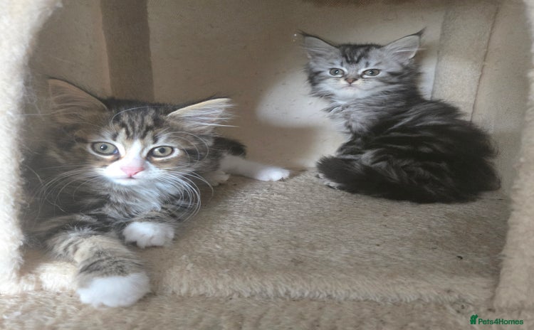 Maine Coon cats - Advert 15