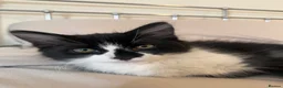 British Longhair cats for sale: 12 week old kitten  - Advert 2