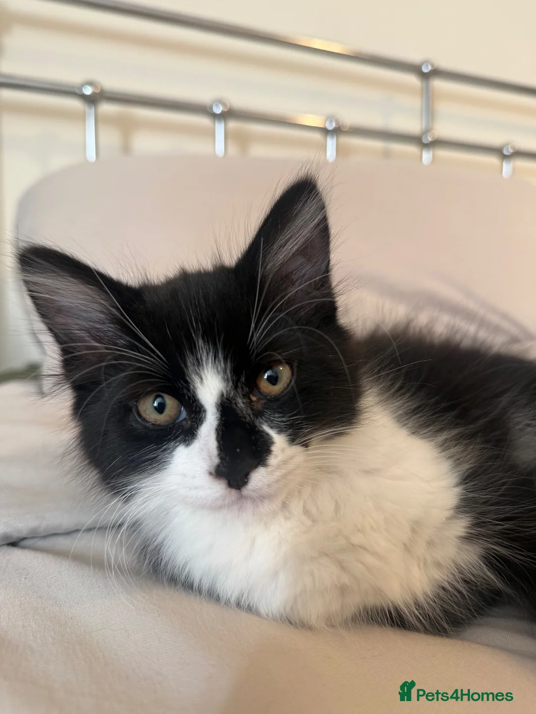 British Longhair cats for sale: 12 week old kitten  - Advert 2