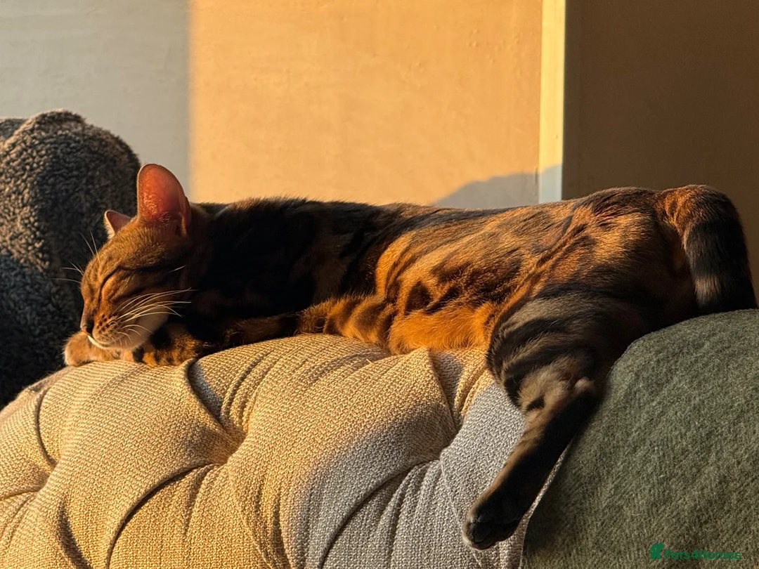 Bengal cats for sale: Exceptional Bengal Heritage Kittens in Llangammarch Wells - Advert 2