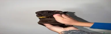 Cocker Spaniel 4
