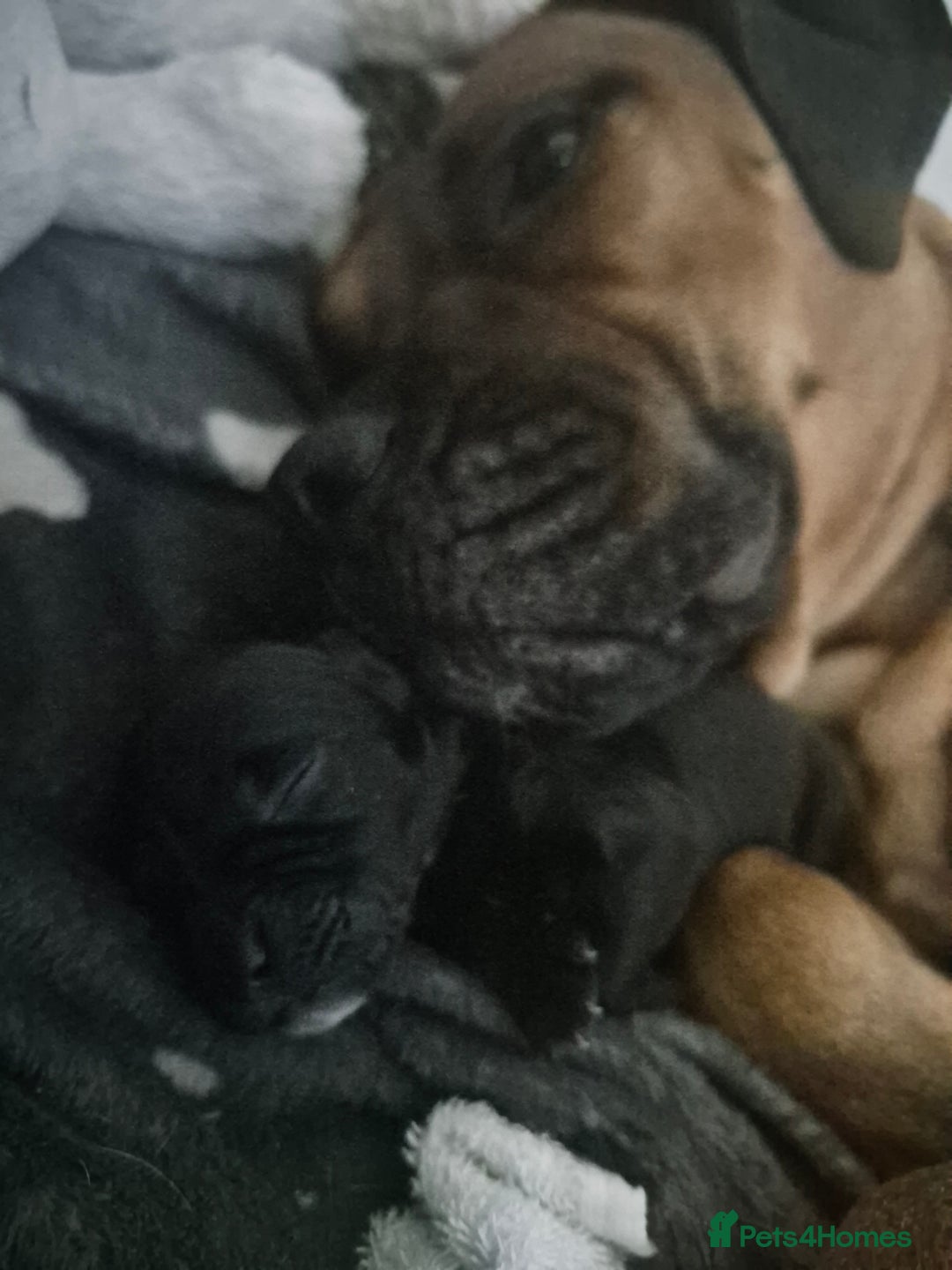 Mixed Breed dogs for sale: Bullmastiff x Springer Spaniel Puppies - Advert 4