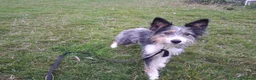 Mixed Breed dogs for sale: Fluff in Lancaster - Advert 4