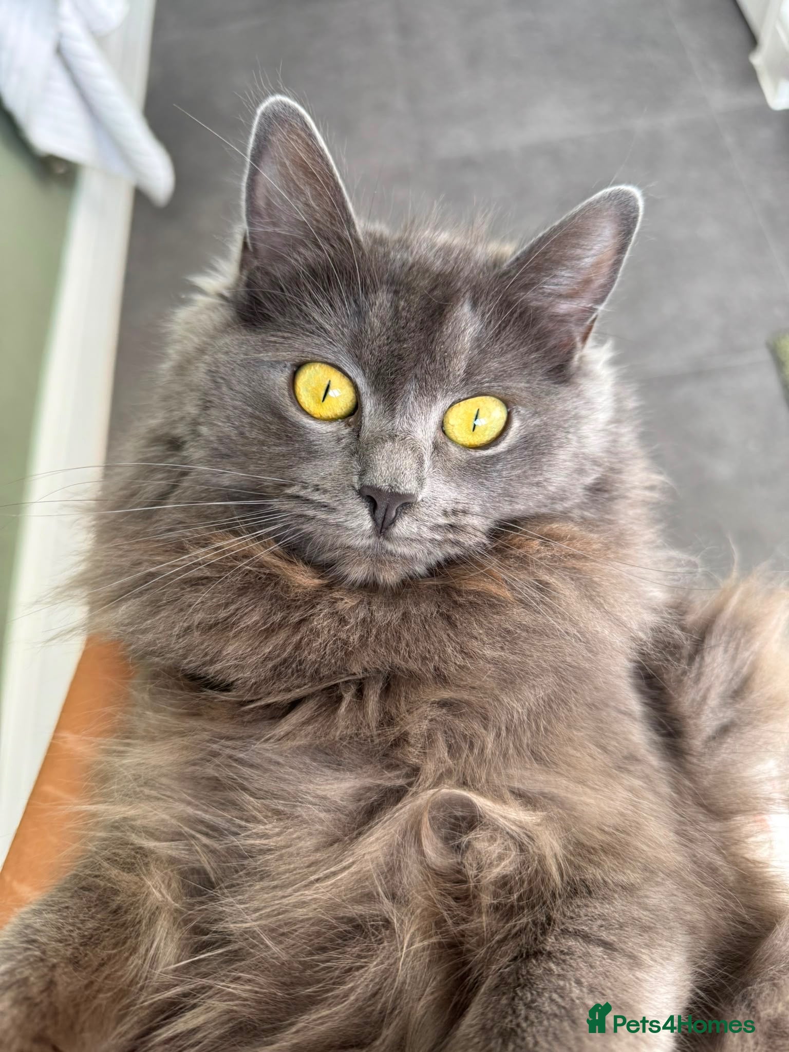 Ragdoll cats Beautiful Grey Ragdoll female cat, green eyes. - Advert 2