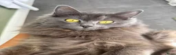 Ragdoll cats for sale: Beautiful Grey Ragdoll female cat, green eyes. in Bristol - Advert 1