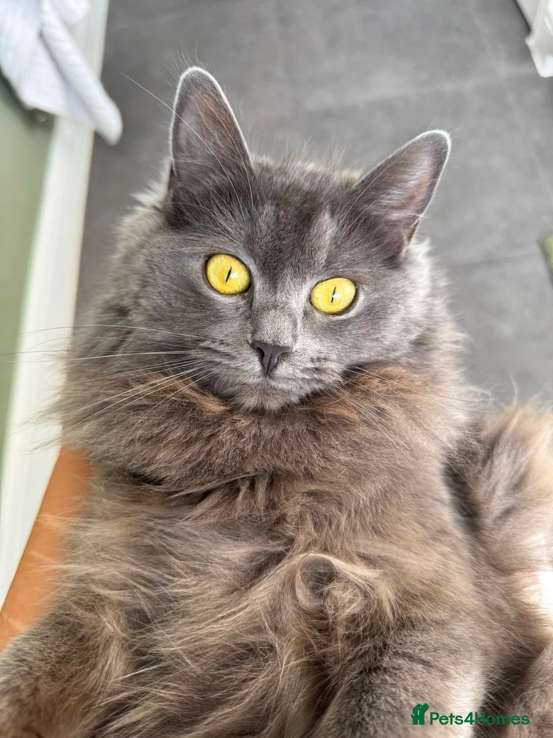 Ragdoll cats for sale: Beautiful Grey Ragdoll female cat, green eyes. in Bristol - Advert 1