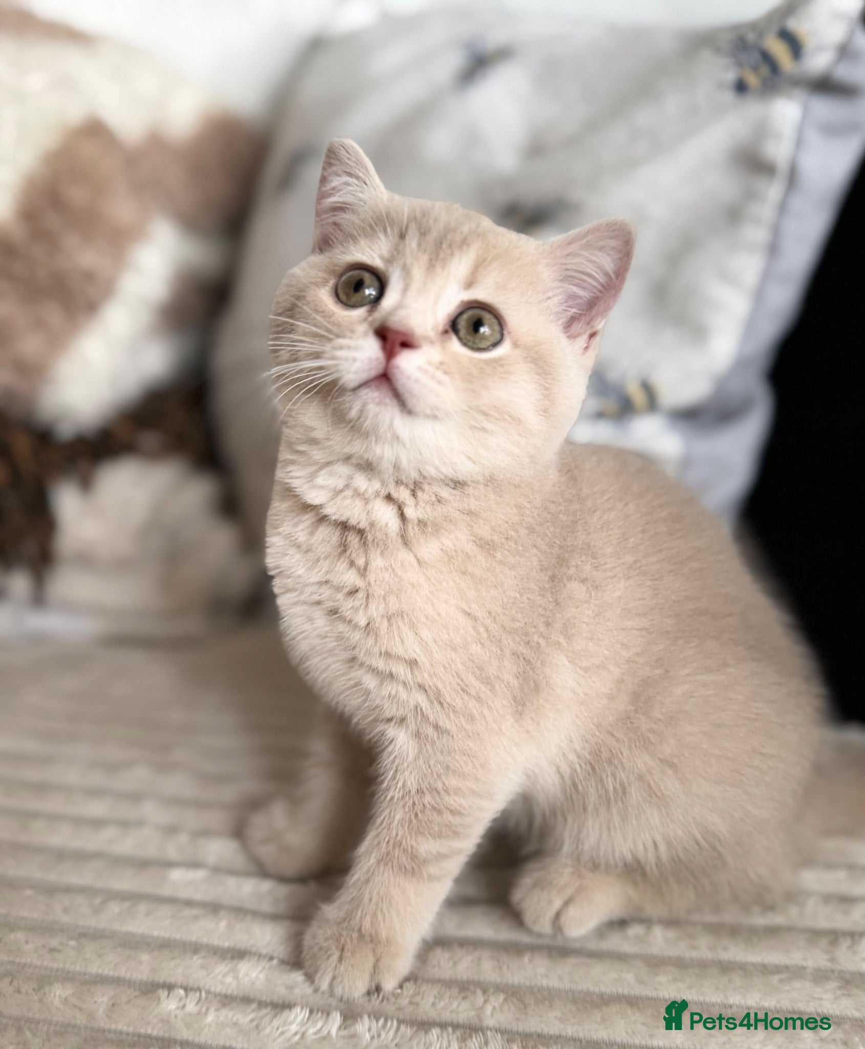British Shorthair cats 👑 GCCF BSH Blue Golden Tipped Girl 👑 - Advert 15
