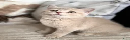 British Shorthair cats for sale: 👑 Exceptional BSH Cream Golden Tipped Girl 👑 - Advert 6