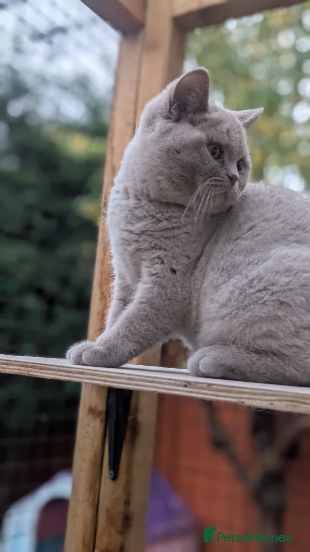 British Shorthair cats for sale: Gccf registered, Ready now - Image 7