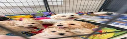 Maltipoo dogs for sale: Beautiful health tested happy Maltipoo puppys  - Advert 29