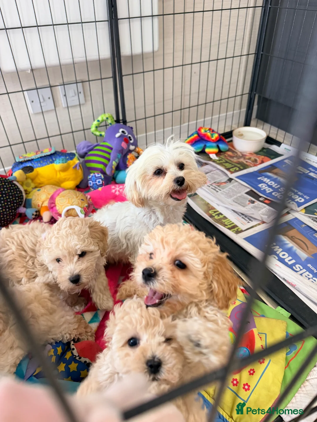 Maltipoo dogs for sale: Beautiful health tested happy Maltipoo puppys  - Advert 29