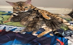 Bengal cats for sale: Bengal cross Maine coon - Image 1