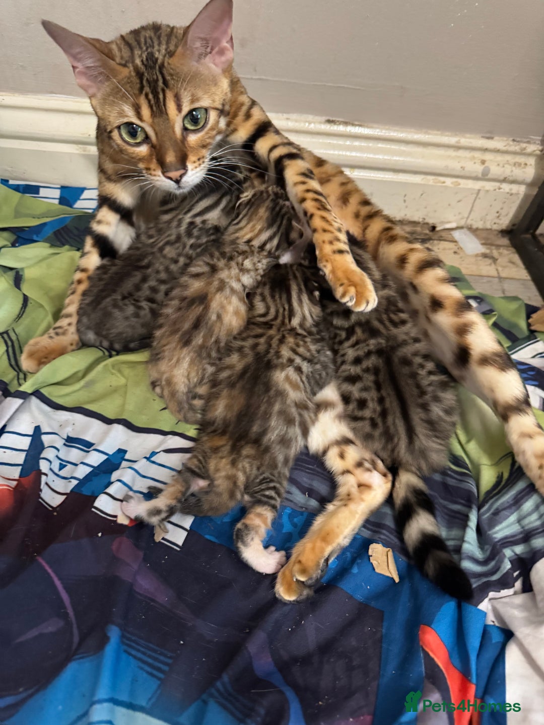Bengal cats for sale: Bengal cross Maine coon - Image 1
