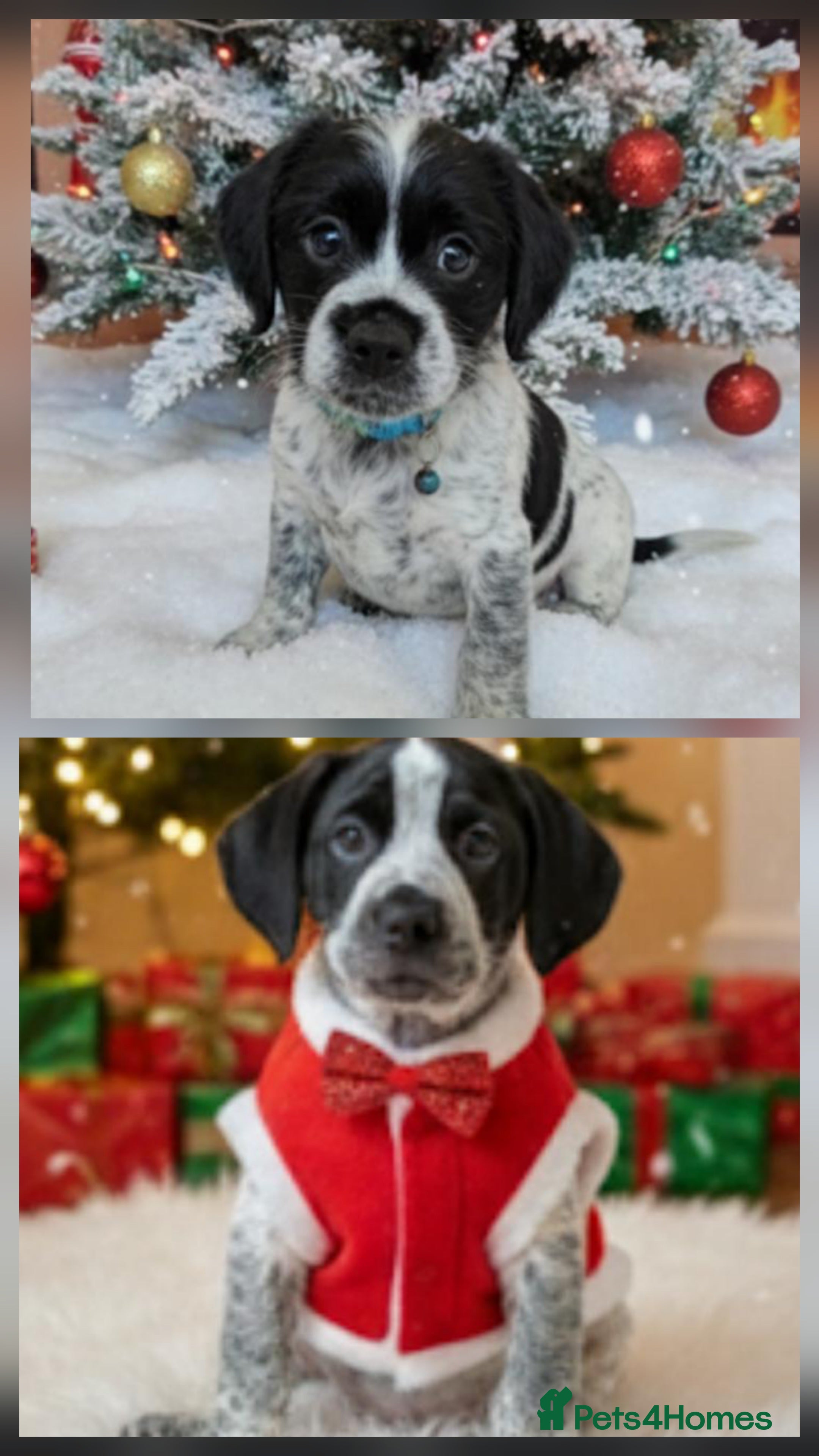 Mixed Breed dogs  French bulldog cross cockapoo  - Advert 5