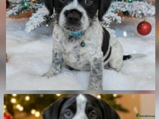 Mixed Breed dogs French bulldog cross cockapoo - Advert 5