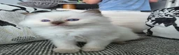 Ragdoll cats for sale: GCCF REGISTERED RAGDOLL KITTENS  - Advert 8