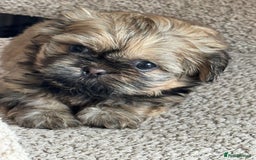 Shih Tzu dogs for sale: Shihtzu pups  - Image 2