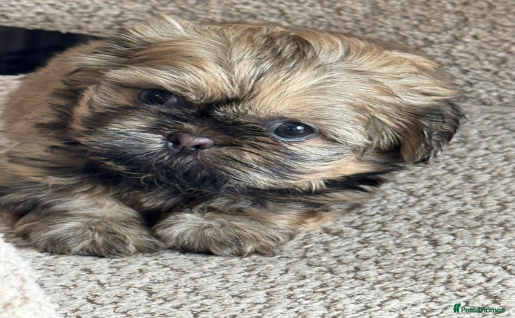 Shih Tzu dogs - Advert 2