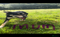 Mixed Breed dogs for sale: Outstanding sprollies pups for sale  - Image 10