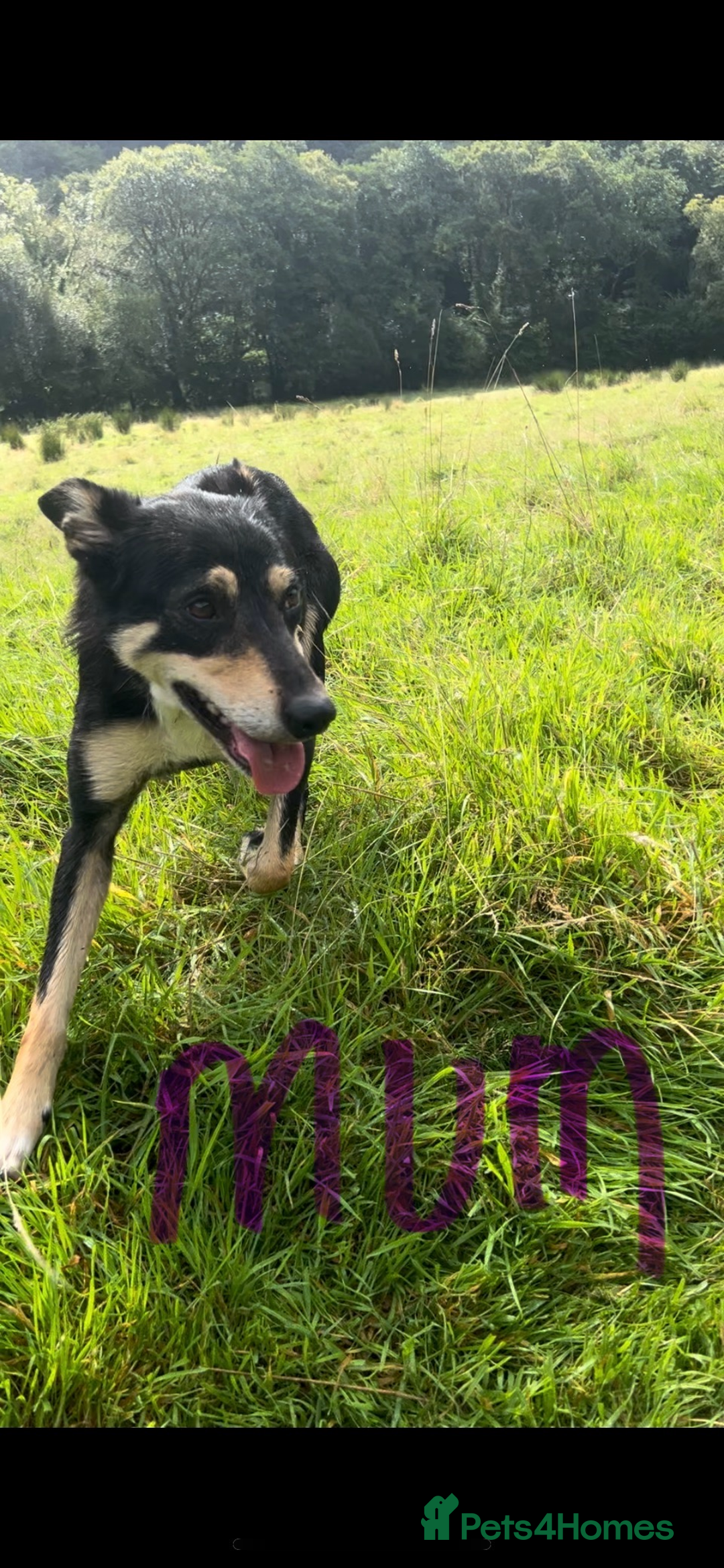 Mixed Breed dogs for sale: Outstanding sprollies pups for sale  - Image 10
